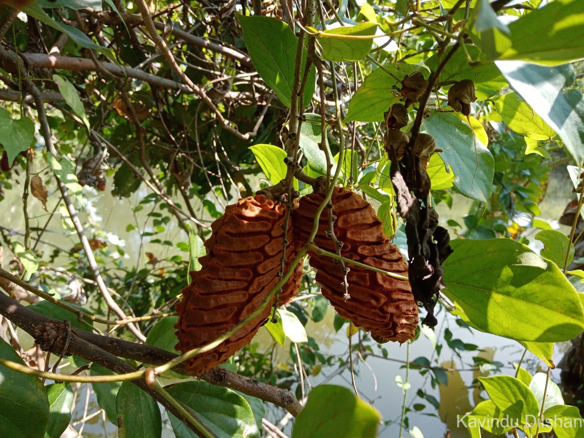 Mucuna atropurpurea (Roxb.) DC. ex Wight